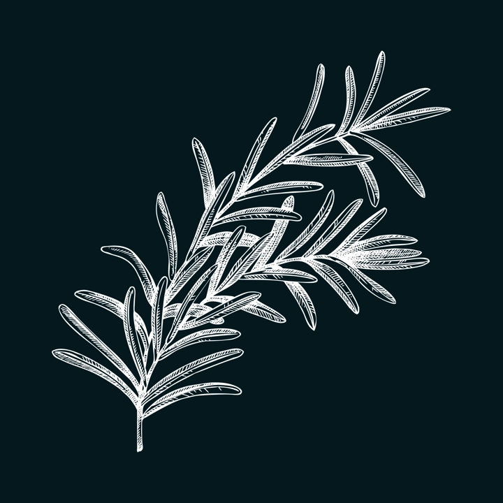 Rosemary sketch on chalkboard. Apothecary plant drawing. Herbal remedies, medicinal plant, natural medicine hand-drawn vector illustration. NOT AI genereted